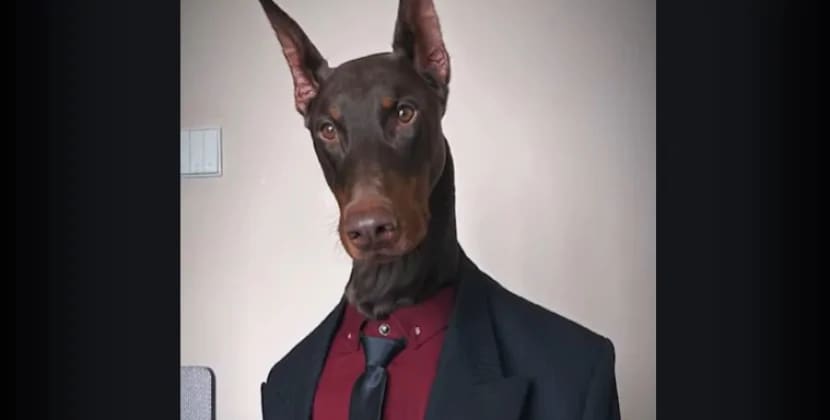 
Doberman insanlar üçün geyim nümayiş etdirən model oldu - VİDEO