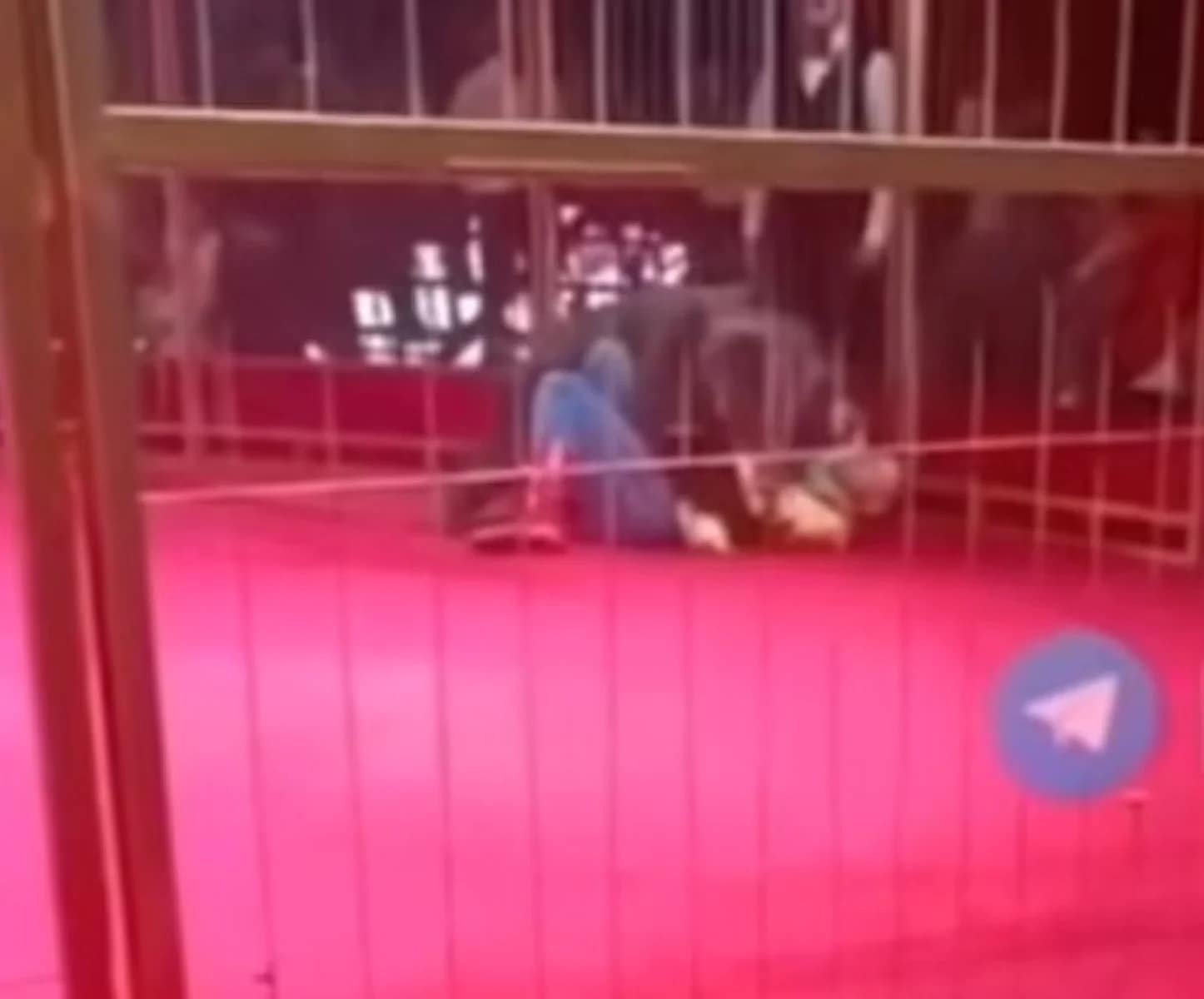Ayı sirk zamanı təlimçiyə hücum etdi - FOTO