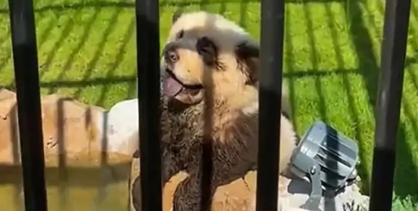 İtləri panda kimi rənglədilər: Zoopark qalmaqalı