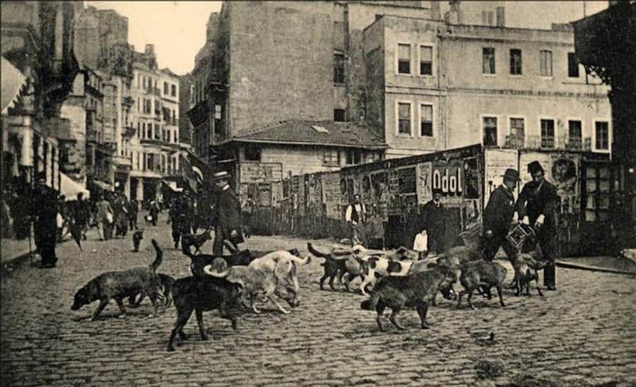 Türkiyədə bu qədər çox pişik olmasının tarixi səbəbləri - FOTO