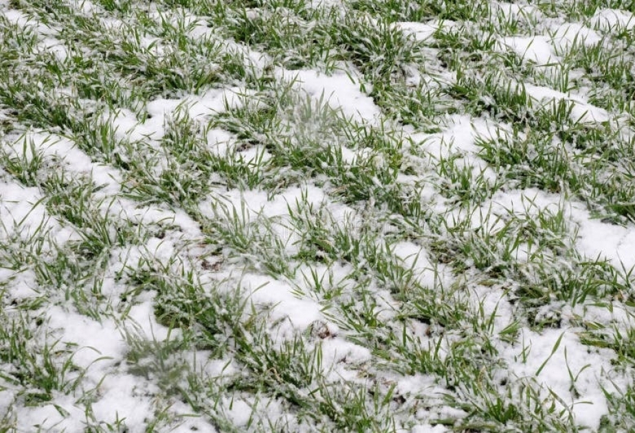 Qarlı hava kənd təsərrüfatına necə təsir göstərir? - AÇIQLAMA