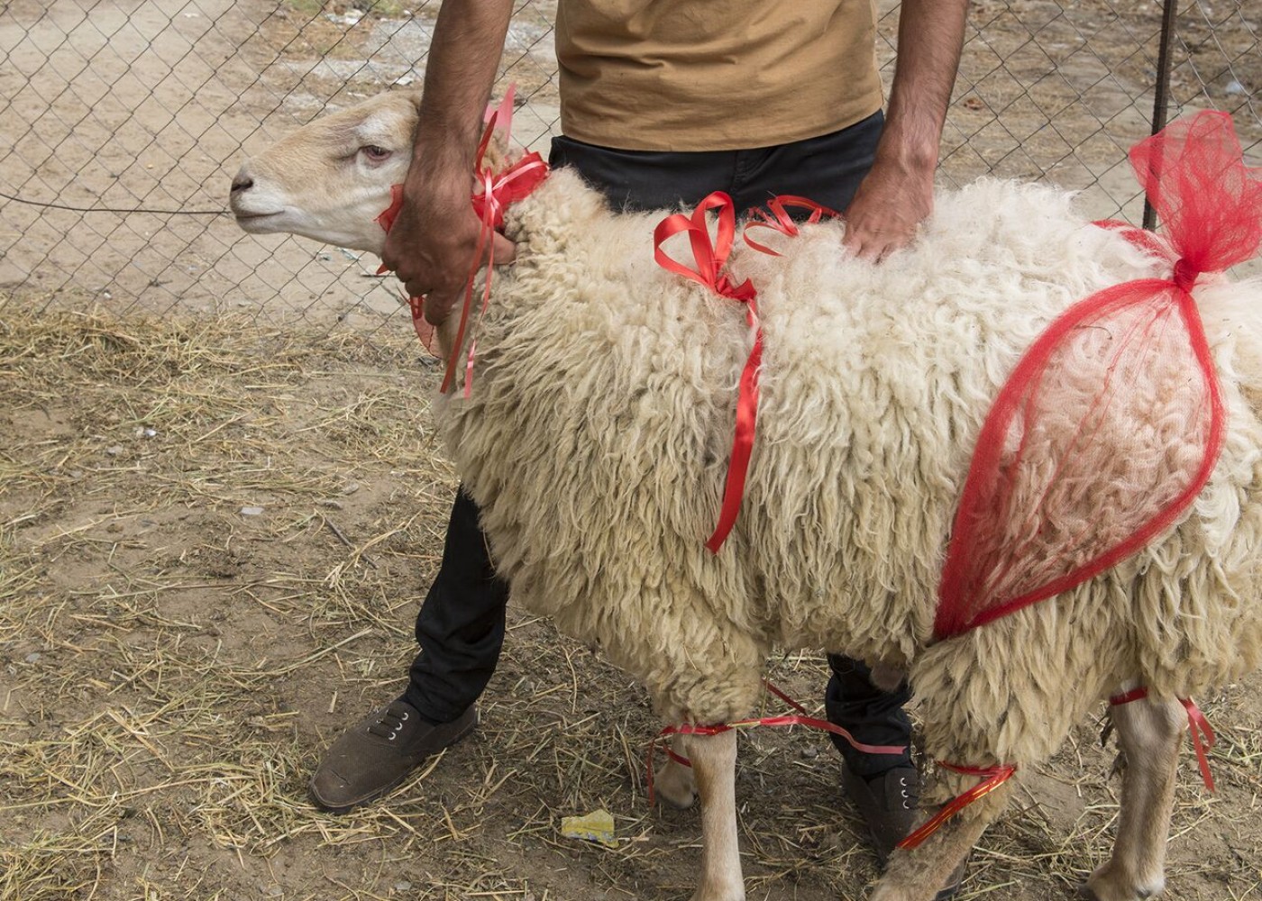 "Bu il qurban kəsməyin!" - Kraldan çağırış