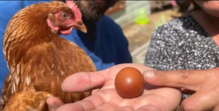 Tapdıqları son dərəcə nadir, yuvarlaq yumurta ailəyə milyonlar qazandıracaq - FOTO