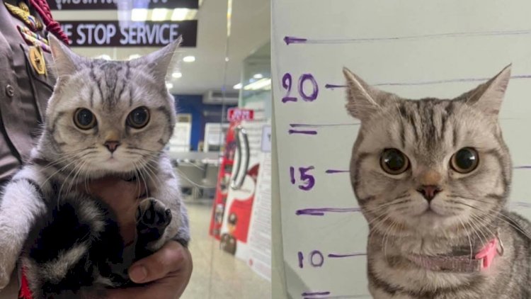 Polisə hücum edən pişik həbs olundu, pəncə izləri alındı – FOTO
