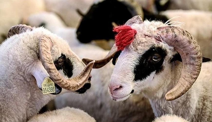 Qurbanlıq heyvanları bu ÜNVANLARDAN ala bilərsiniz