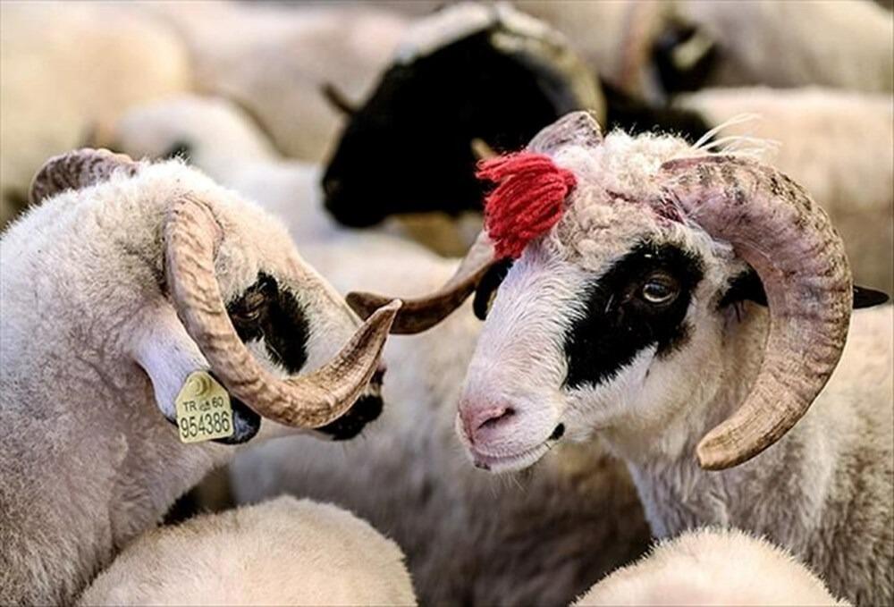 Qurbanlıq üçün hansı heyvanlar kəsilməlidir? –AÇIQLAMA