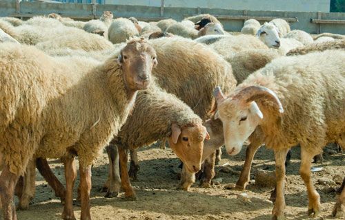 Qurbanlıq heyvanı onlayn qaydada almaq mümkündür - VİDEO