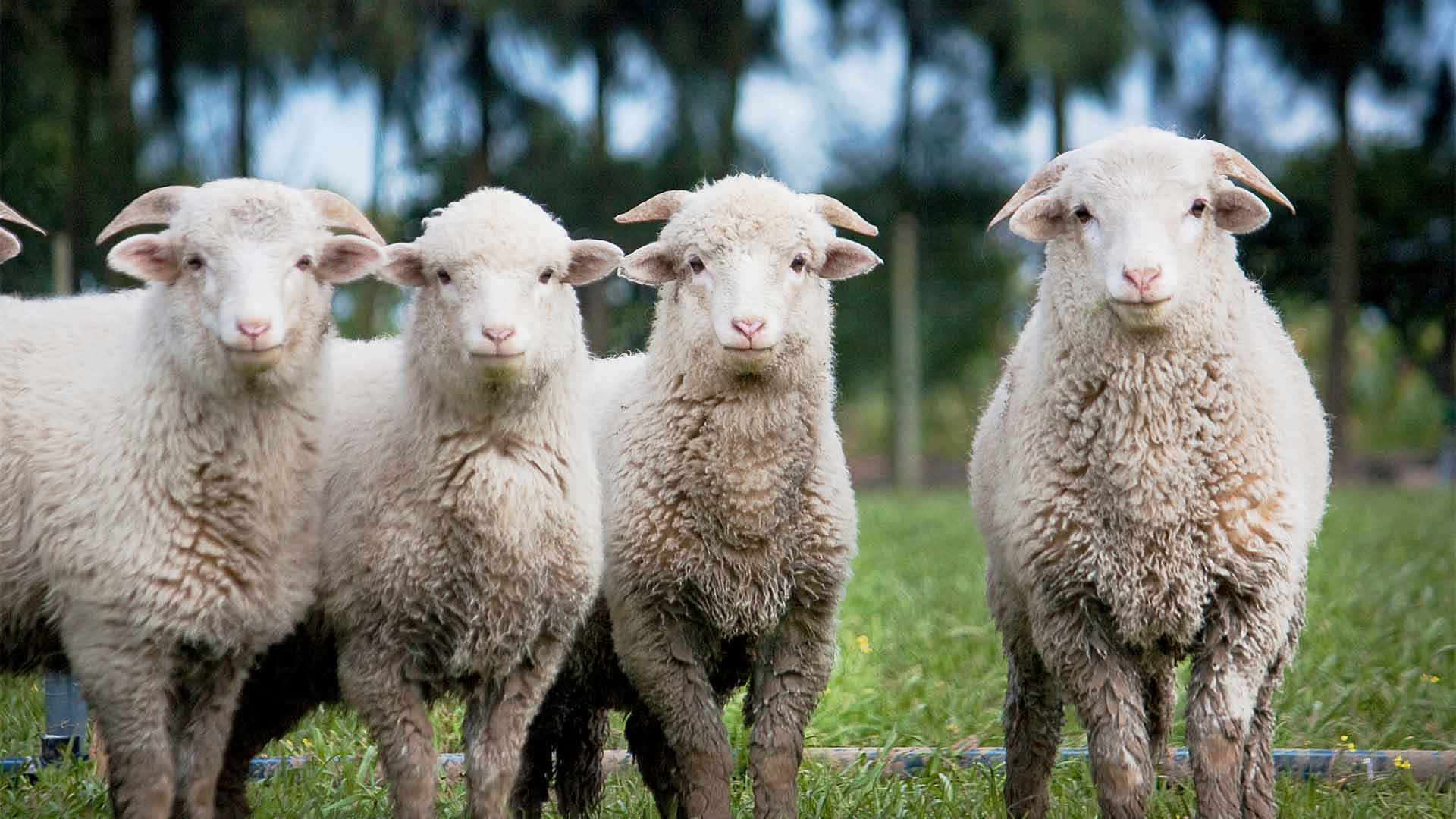 Erkək qoyun, camış, dəvə...- Qurban bayramı dünyada necə qeyd olunur?