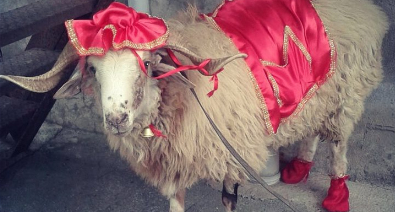 Qurbanlıq alarkən bunlara DİQQƏT EDİN