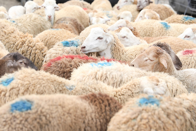 "İsmayıl qurbanı mütləq heyvan olaraq alınmalır" – Qafqaz Müsəlmanları İdarəsi