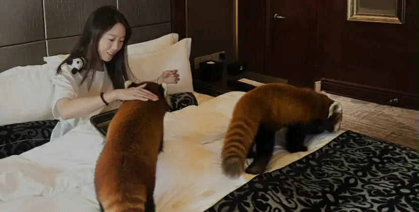 Otelin qırmızı panda xidməti təklif etməsi qalmaqala səbəb olub - FOTO