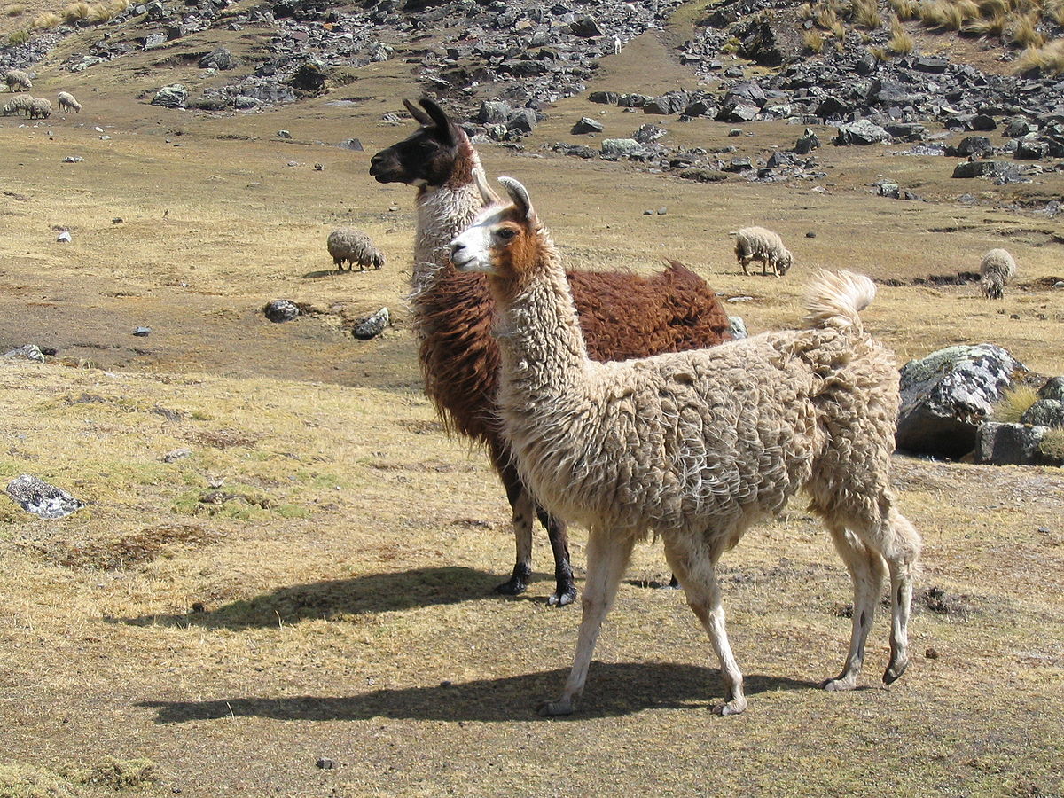 Lama qanından alınan zülal bu xəstəliyin dərmanı olacaq